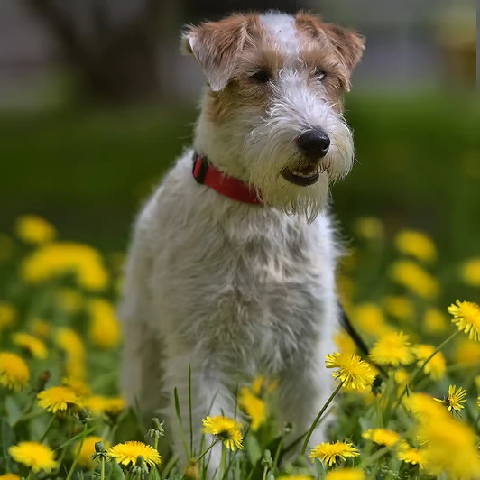 Airedale Terrier