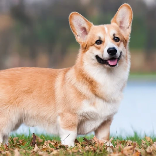 Corgi