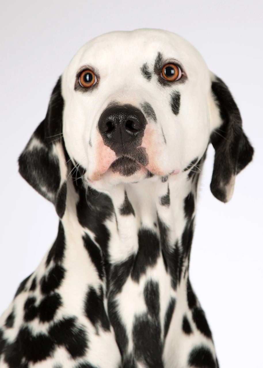 Dalmatien