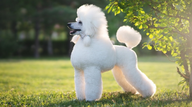 Grand Caniche