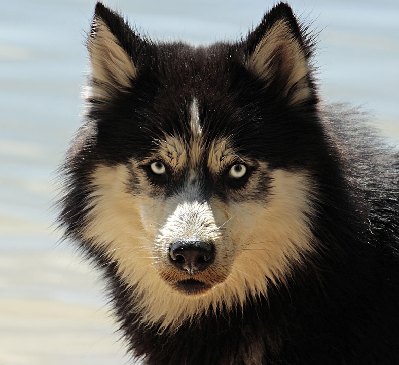 Husky Sibérien